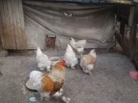 婆罗门鸡 — 照片 3