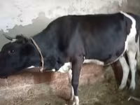 Cow, Russian Black pied cattle — photo 7