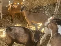عنزة, الماعز — الصورة 3