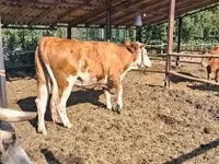 母牛, Limousin cow — 照片 3
