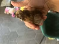 Ayam Cemani — zdjęcie 7