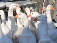 Geese — 2-rasm