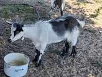 Bode, Cabras — foto 1