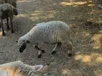 Қошқар, Қойлар — 1-сурет