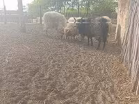 公羊, Racka sheep — 照片 2