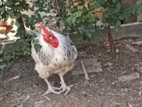 Chickens — Foto 6