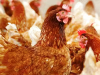 Dominant — fotografija 6