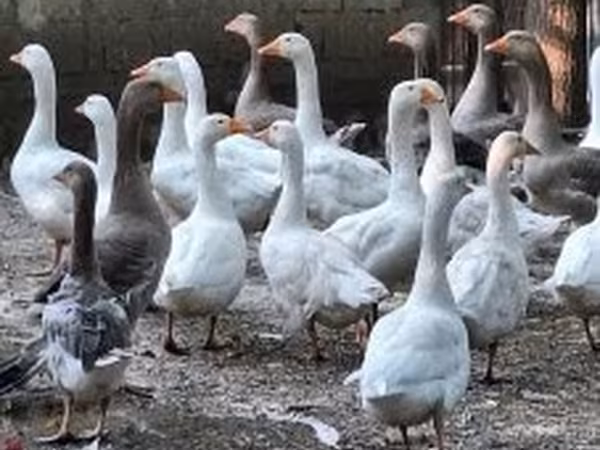 Geese