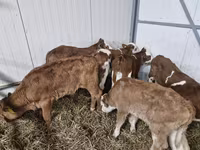 Bik, Simmental cattle — fotografija 2