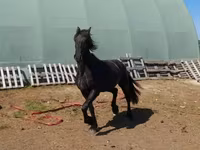 Kobyła, Friesian — zdjęcie 4