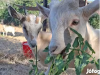 बकरा, बकरियाँ — फ़ोटो 2