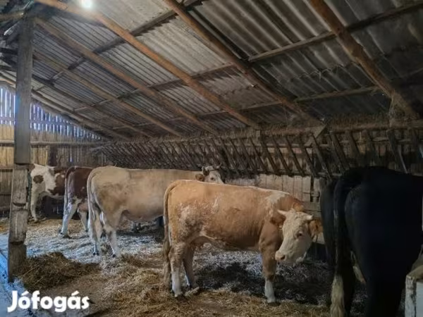 母牛, Simmental cattle