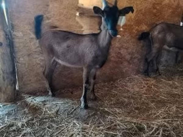 عنزة, Alpine goat