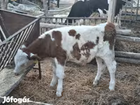 公牛, Simmental cattle — 照片 1