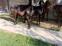 Bélier, Arashan sheep — photo 4