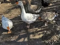 Geese — Foto 3