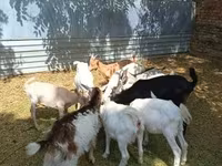 تيس, Saanen goat — الصورة 2
