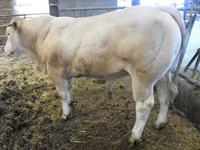 Bik, Blonde d’Aquitane cattle — fotografija 4