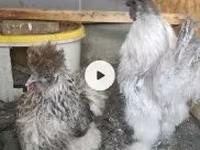 Chickens — 写真 3