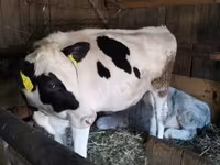 Krowa, Russian Black pied cattle — zdjęcie 3