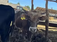 Byk, Simmental cattle — zdjęcie 5