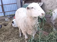 Ovan, Romanov sheep — fotografija 1