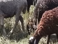 Ovca, Romanov sheep — fotografija 4