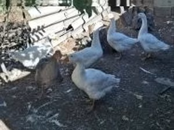 Geese — Hongrie