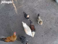 Japanisches Bantam — Foto 2
