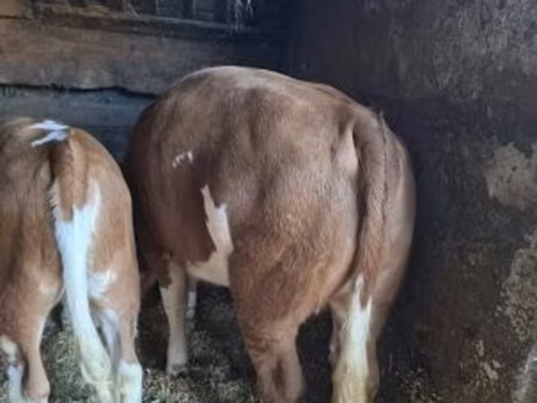 Taureau, Race grise hongroise — Hongrie