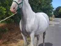 Yegua, Lipizzaner — foto 2