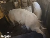 Säue, Schweine — Foto 7
