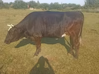 Krava, Simmental cattle — fotografija 3