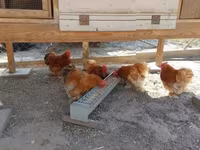 Bantam de Pequim — foto 2