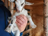 Koza, Australian Miniature goats — fotografija 1