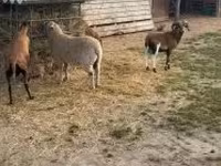Owca, Cameroon sheep — zdjęcie 3