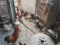 Chickens — Foto 5