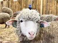 Qoyun, Romanov sheep — foto 1