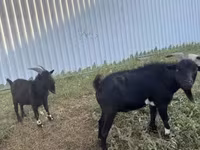 बकरा, Nigerian dwarf goats — फ़ोटो 1