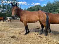 Kobila, Nonius horse — fotografija 2