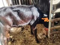 Kuh, Holstein-Rasse — Foto 6