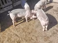 Locha, Świnie — zdjęcie 2