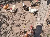 Chickens — foto 4