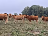 Krowa, Krowa limuzyńska — zdjęcie 8