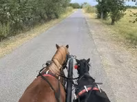 Horse (M), Horses — photo 3