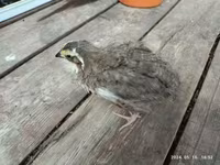 Quails — foto 5