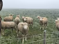 Ovan, Ile-de-France sheep — fotografija 4