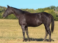 Kobila, Quarter Horse — fotografija 1