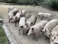 雌豚, 豚 — 写真 4
