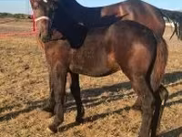 Caballo, Percheron — foto 1